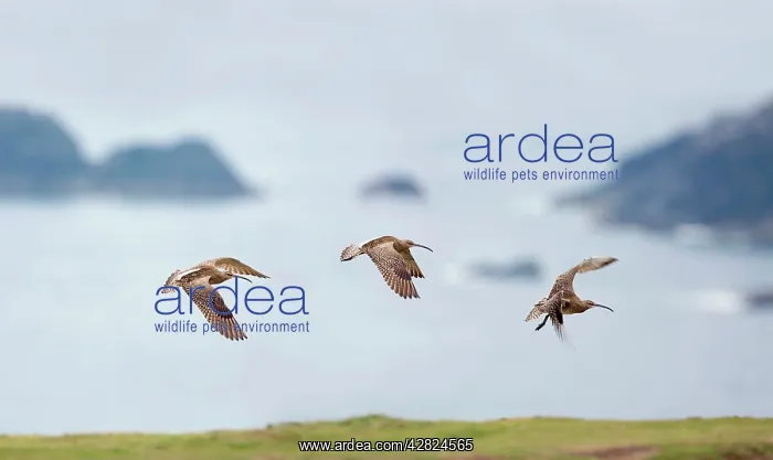 : Whimbrel - in flight : Whimbrel - in flight