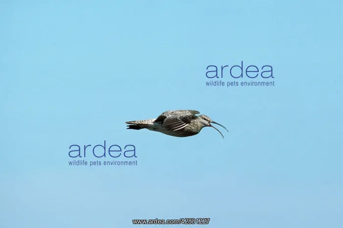 : Whimbrel - in flight : Whimbrel - in flight