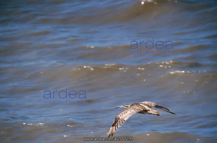 : Whimbrel - in flight : Whimbrel - in flight