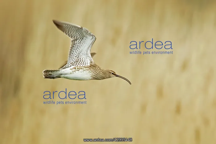 : Whimbrel - in flight : Whimbrel - in flight