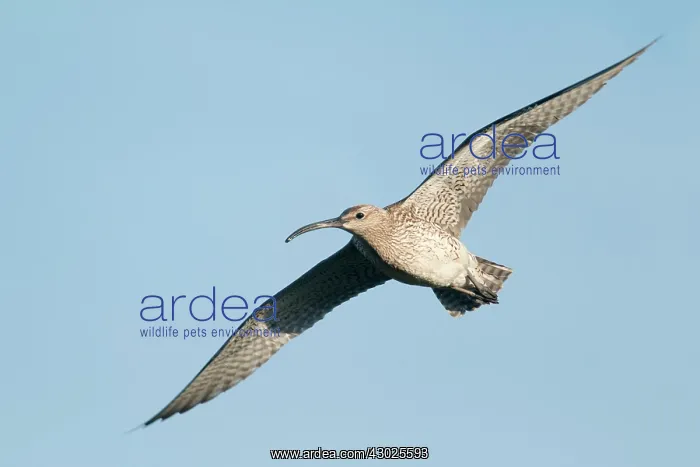 : Whimbrel - in flight : Whimbrel - in flight