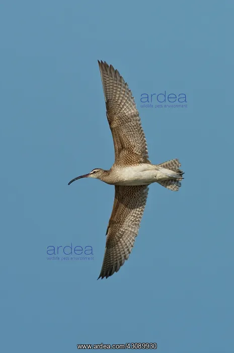 : Whimbrel in flight : Whimbrel in flight