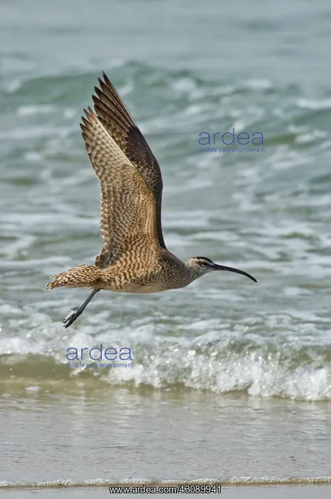 : Whimbrel in flight : Whimbrel in flight