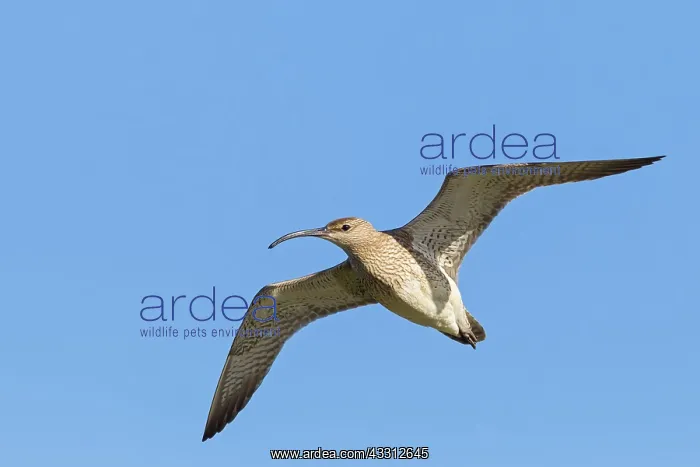 : Whimbrel - in flight : Whimbrel - in flight