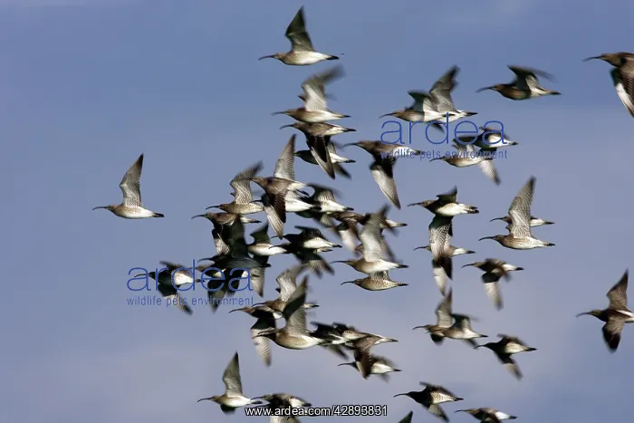 : Whimbrel - flock in flight : Whimbrel - flock in flight