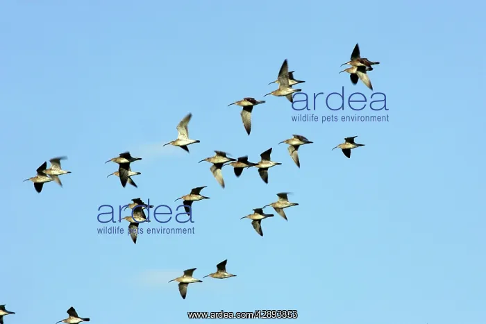 : Whimbrel - flock in flight : Whimbrel - flock in flight