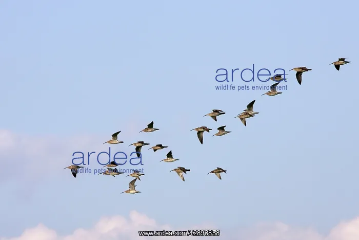 : Whimbrel - flock in flight : Whimbrel - flock in flight