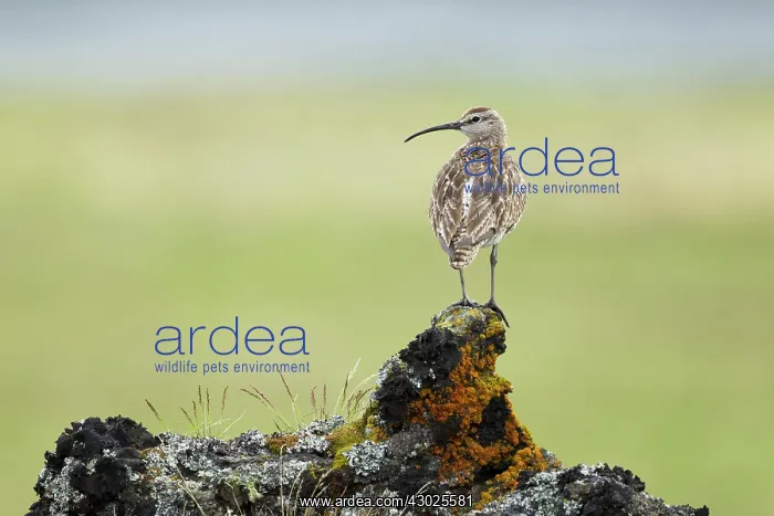 : Whimbrel - on lava rock : Whimbrel - on lava rock