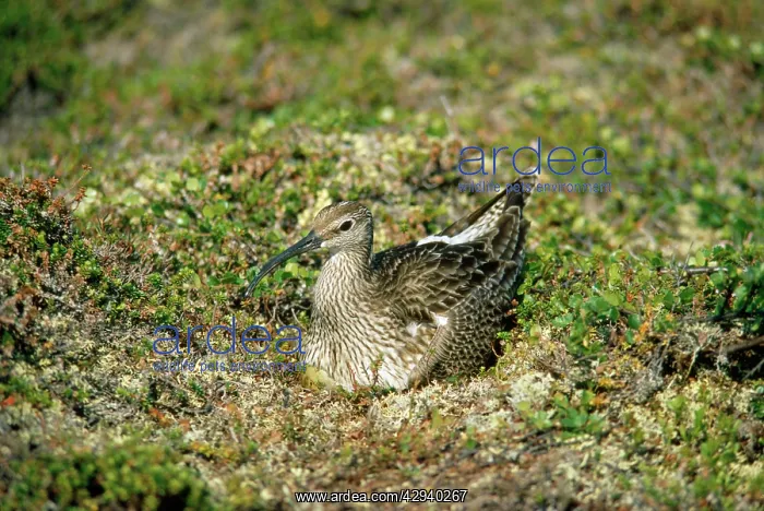  : Whimbrel - on nest incubating