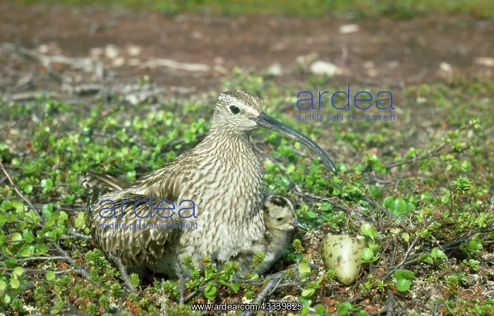 : Whimbrel - at nest with young : Whimbrel - at nest with young