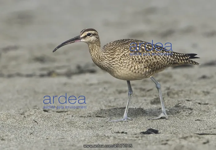 : Whimbrel (Numenius phaeopus), California, USA : Whimbrel (Numenius phaeopus), California, USA