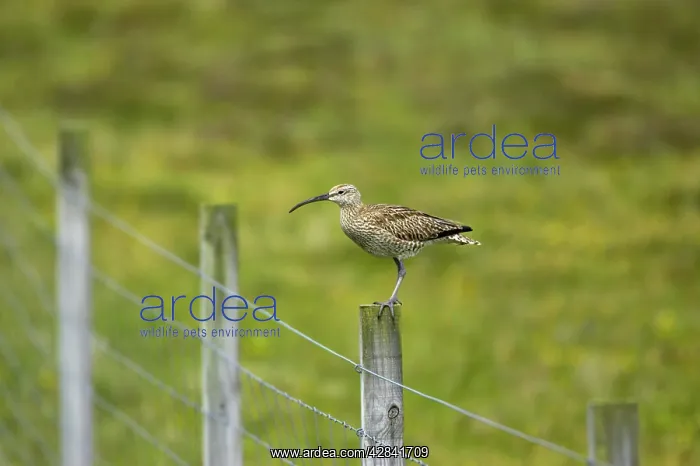 : Whimbrel - on post : Whimbrel - on post