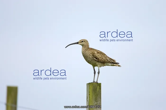 : Whimbrel - on post : Whimbrel - on post