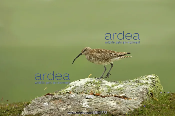 : Whimbrel - on rock : Whimbrel - on rock