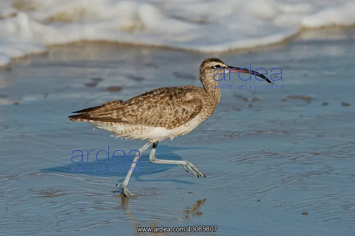 : Whimbrel running : Whimbrel running
