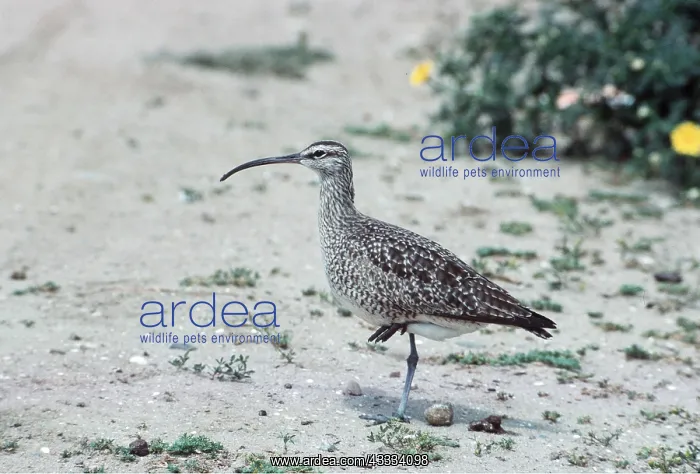 : WHIMBREL - standing on one leg : WHIMBREL - standing on one leg