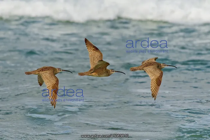 : Whimbrel trio in flight : Whimbrel trio in flight