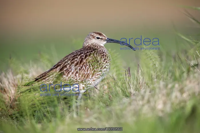 : Whimbrel - UK : Whimbrel - UK