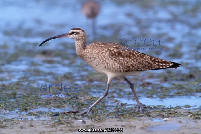 : WHIMBREL - walking : WHIMBREL - walking