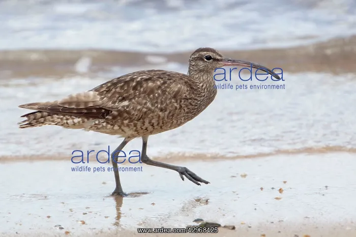 : Whimbrel - walking along the foreshore : Whimbrel - walking along the foreshore