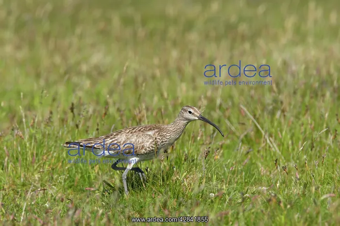 : Whimbrel - walking through grassland : Whimbrel - walking through grassland