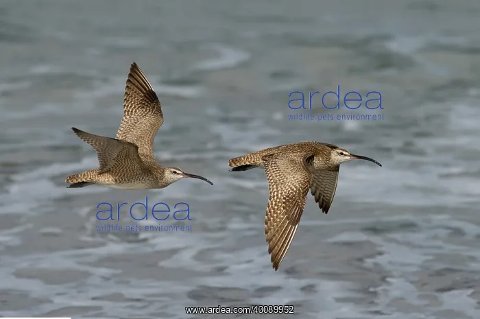 : Whimbrels flying above beach : Whimbrels flying above beach