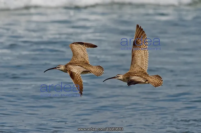 : Whimbrels flying close : Whimbrels flying close