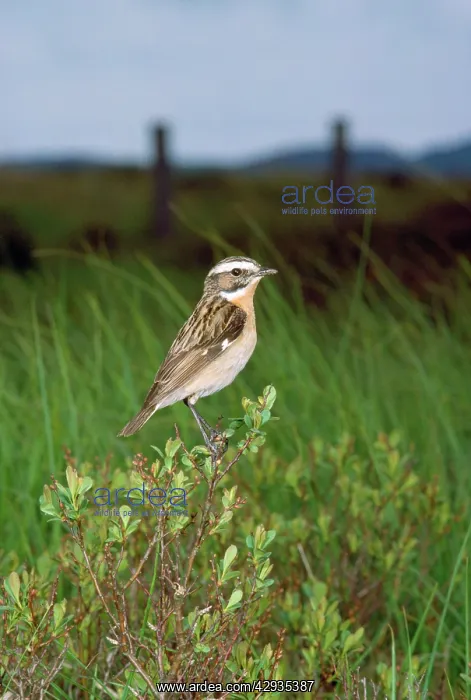  : WHINCHAT (Saxicola rubetra)