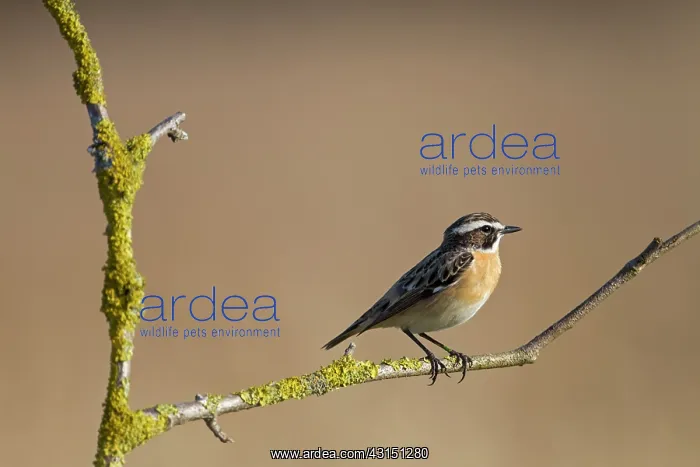 : Whinchat (Saxicola rubetra) male perched on a branch in moor : Whinchat (Saxicola rubetra) male perched on a branch in moor