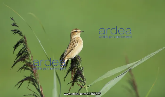: Whinchat (Saxicola rubetra) sitting in reed : Whinchat (Saxicola rubetra) sitting in reed