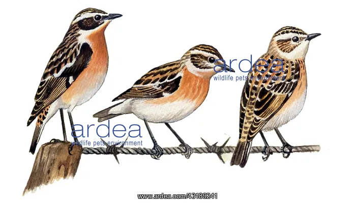 : Whinchat (Saxicola rubetra) male left, female middle, juvenile right : Whinchat (Saxicola rubetra) male left, female middle, juvenile right