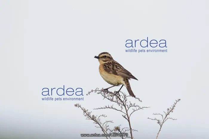  : Whinchat adult female