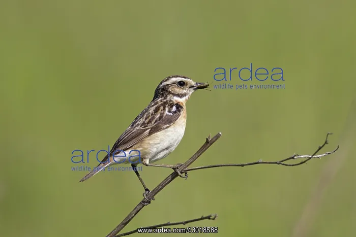  : Whinchat adult female