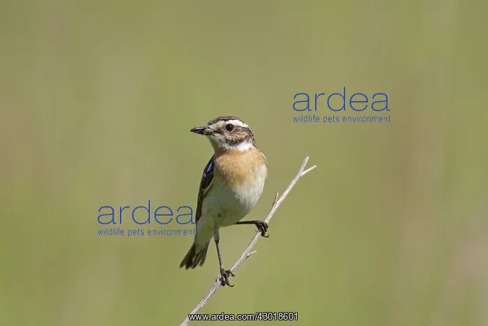  : Whinchat adult female