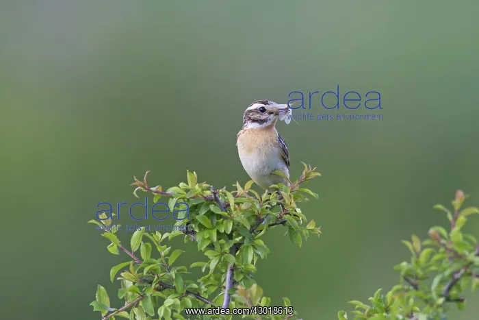  : Whinchat adult male