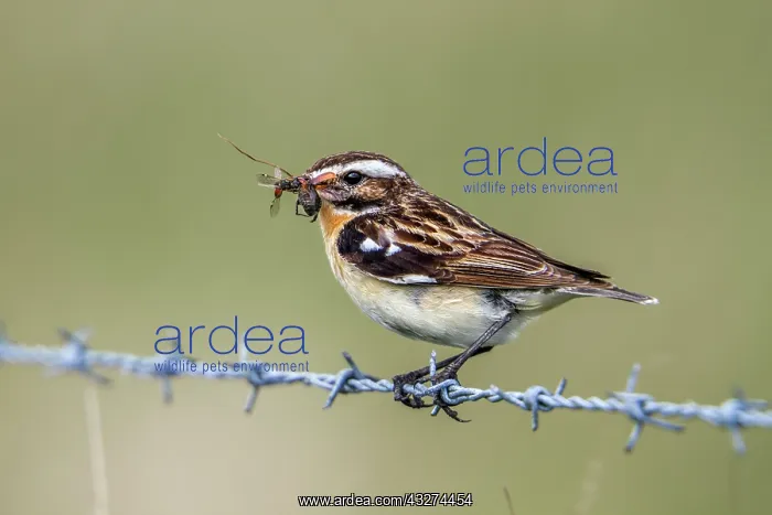  : Whinchat - Carrying Insects - UK