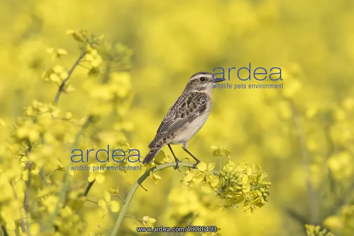 : Whinchat, - female perched on flowering rape - Germany : Whinchat, - female perched on flowering rape - Germany
