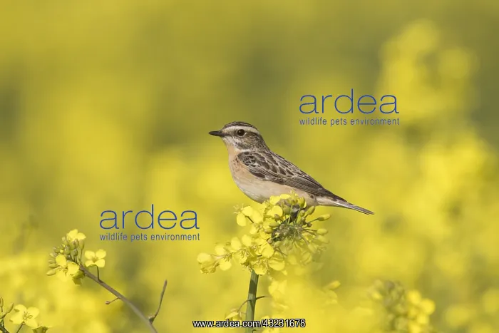 : Whinchat, - female perched on flowering rape - Germany : Whinchat, - female perched on flowering rape - Germany