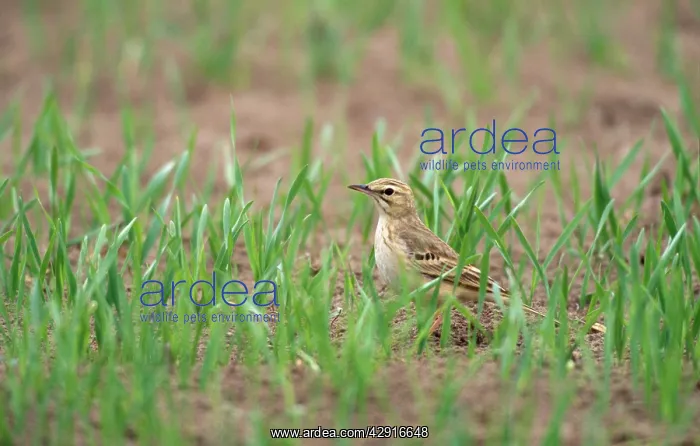 : Whinchat - in field : Whinchat - in field