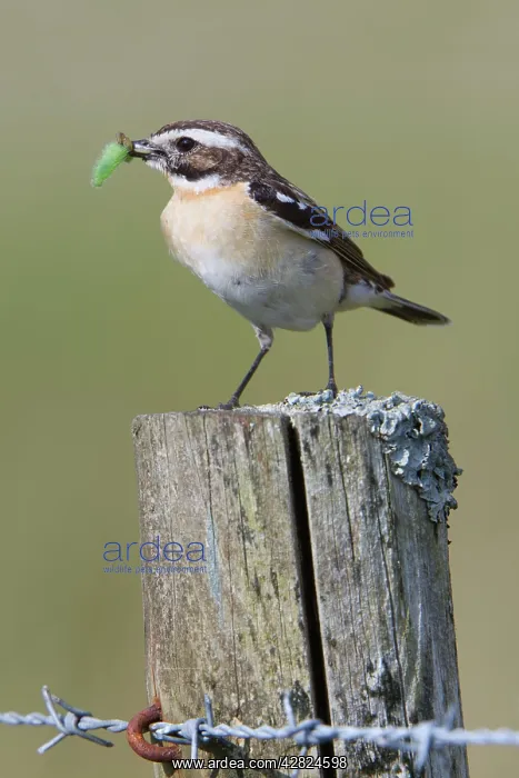: Whinchat - with insect : Whinchat - with insect