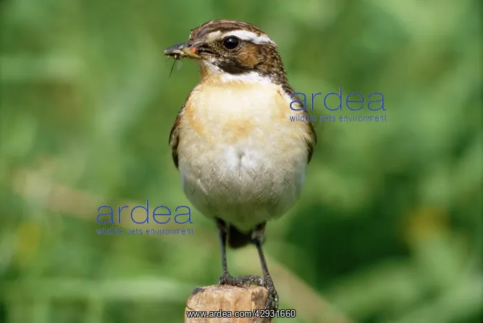 : WHINCHAT - with an insect in beak : WHINCHAT - with an insect in beak