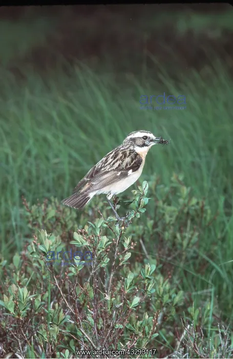 : WHINCHAT - with an insect in beak : WHINCHAT - with an insect in beak