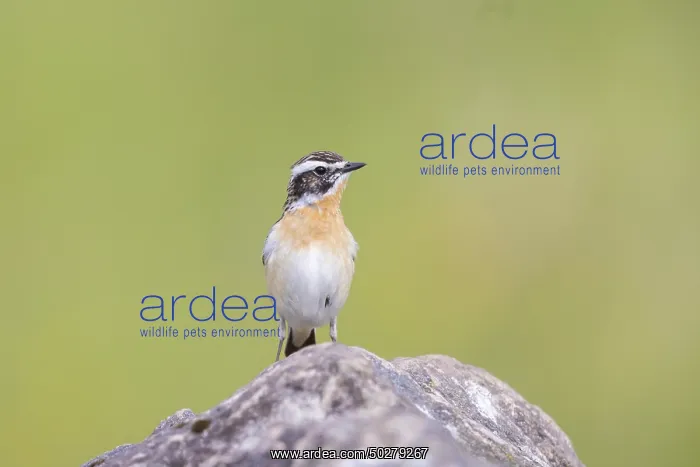 : Whinchat male : Whinchat male