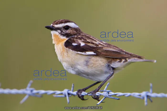 : Whinchat - male on barbed wire : Whinchat - male on barbed wire