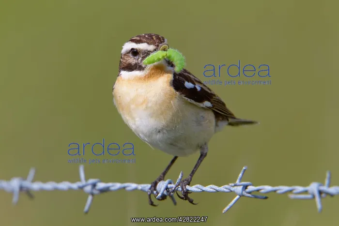 : Whinchat - male on barbed wire with caterpillar in mouth : Whinchat - male on barbed wire with caterpillar in mouth