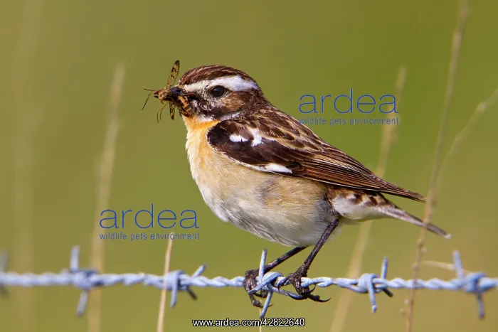 : Whinchat - male on barbed wire with insects in mouth : Whinchat - male on barbed wire with insects in mouth