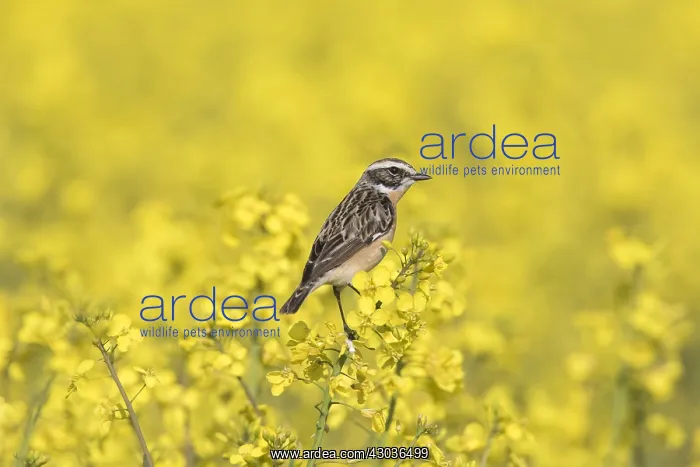 : Whinchat, - male perched on flowering rape - Germany : Whinchat, - male perched on flowering rape - Germany