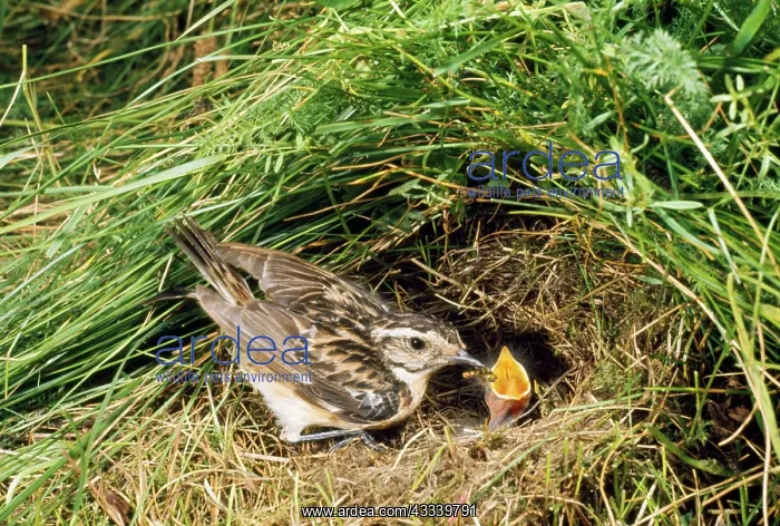 : Whinchat - at nest : Whinchat - at nest