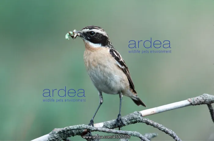 : WHINCHAT - perched on branch with food in beak : WHINCHAT - perched on branch with food in beak