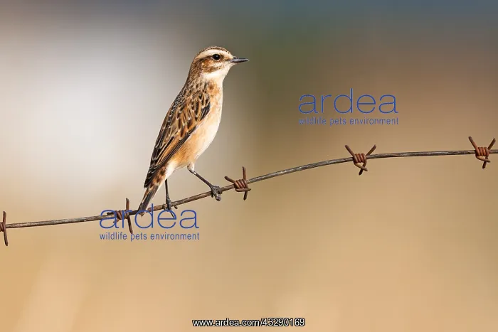 : Whinchat (Saxicola rubetra) female resting on b : Whinchat (Saxicola rubetra) female resting on b